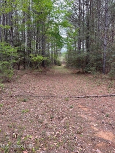 92 Acres Bogue Chitto, MS, Lincoln County - image 20