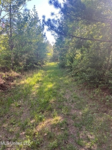 92 Acres Bogue Chitto, MS, Lincoln County - image 11