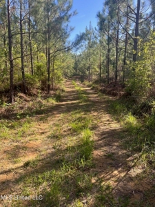 92 Acres Bogue Chitto, MS, Lincoln County - image 6