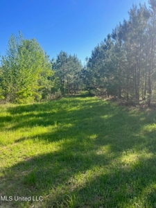92 Acres Bogue Chitto, MS, Lincoln County - image 9