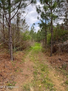 92 Acres Bogue Chitto, MS, Lincoln County - image 19