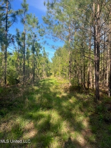 92 Acres Bogue Chitto, MS, Lincoln County - image 12
