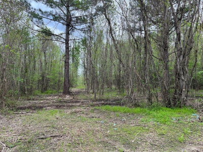Waterfront Land For Sale In Dallas County, Alabama - image 2