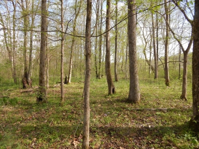 Tn Country Home on 7.34 Acres with Creek Frontage! - image 48