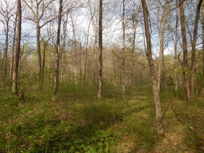 Tn Country Home on 7.34 Acres with Creek Frontage! - image 49