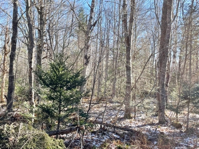 Maine Oceanfront Property - image 10