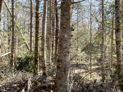 Maine Oceanfront Property - image 11
