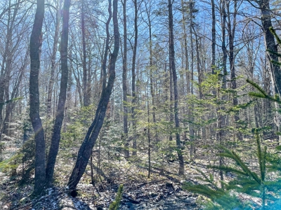 Maine Oceanfront Property - image 8