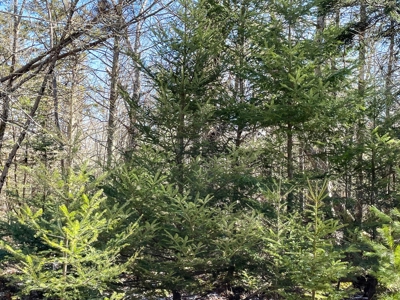 Maine Oceanfront Property - image 12