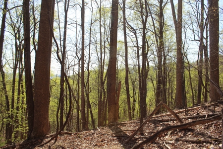 Wooded Building Lot for Sale in Roanoke VA - image 19