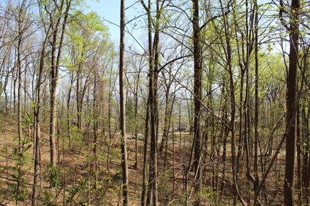 Wooded Building Lot for Sale in Roanoke VA - image 17