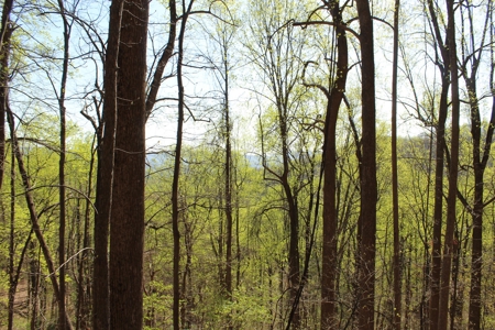 Wooded Building Lot for Sale in Roanoke VA - image 21