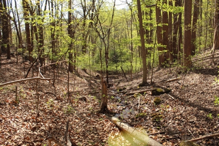 Wooded Building Lot for Sale in Roanoke VA - image 23