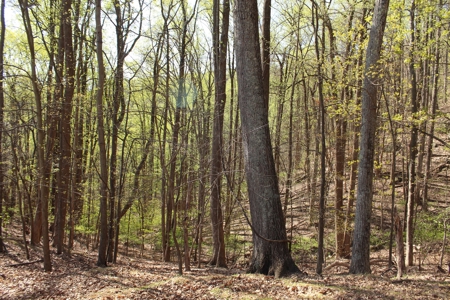 Wooded Building Lot for Sale in Roanoke VA - image 3
