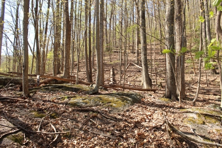 Wooded Building Lot for Sale in Roanoke VA - image 15