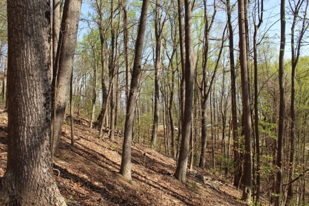 Wooded Building Lot for Sale in Roanoke VA - image 20