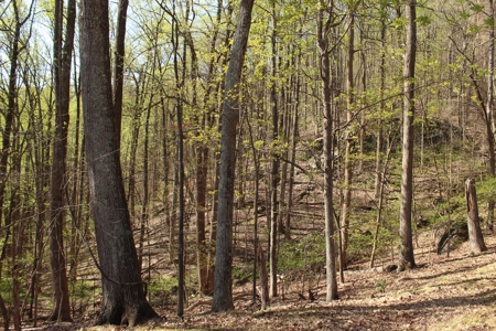 Wooded Building Lot for Sale in Roanoke VA - image 2