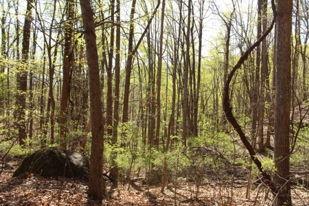 Wooded Building Lot for Sale in Roanoke VA - image 5