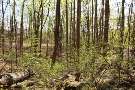 Wooded Building Lot for Sale in Roanoke VA - image 9