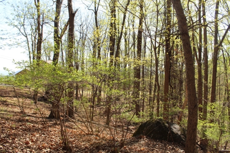 Wooded Building Lot for Sale in Roanoke VA - image 6