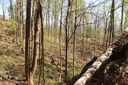 Wooded Building Lot for Sale in Roanoke VA - image 12