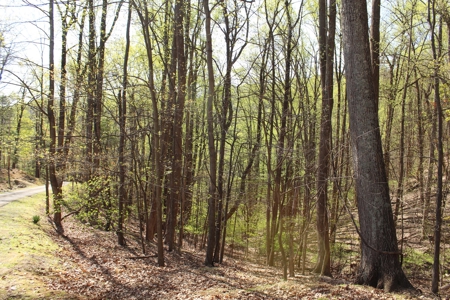 Wooded Building Lot for Sale in Roanoke VA - image 4