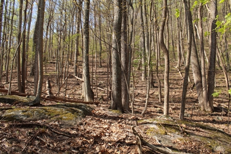 Wooded Building Lot for Sale in Roanoke VA - image 16