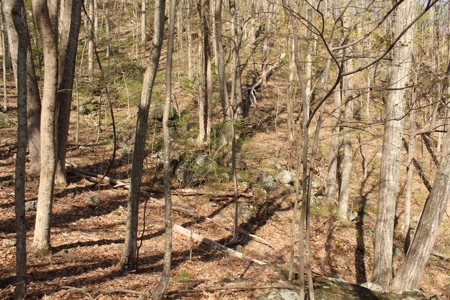 Wooded Building Lot for Sale in Roanoke VA - image 14