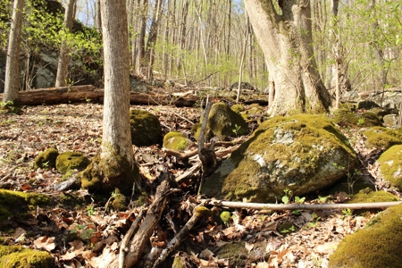 Wooded Building Lot for Sale in Roanoke VA - image 11