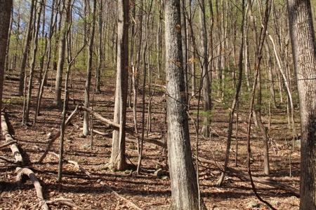 Wooded Building Lot for Sale in Roanoke VA - image 18