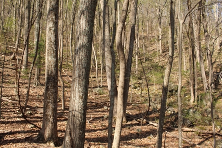 Wooded Building Lot for Sale in Roanoke VA - image 13