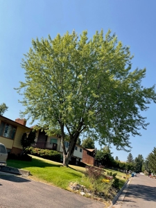 Country Home W/Fenced Yards & Gardens In Missoula Montana - image 12