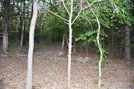 Acreage & Country Home Bounding National Forest For Sale - image 23