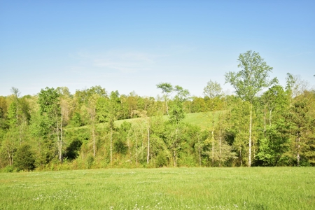 16 +/- acres of pasture land for sale spring creek $185,000 - image 17