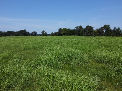 16 +/- acres of pasture land for sale spring creek $185,000 - image 10