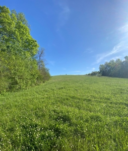 16 +/- acres of pasture land for sale spring creek $185,000 - image 6