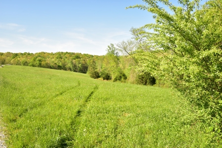 16 +/- acres of pasture land for sale spring creek $185,000 - image 23