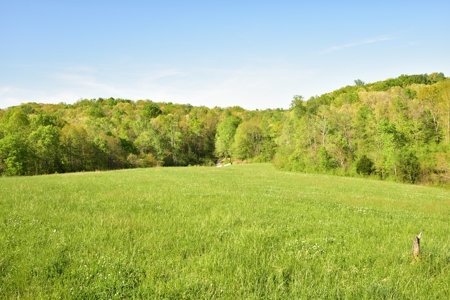 16 +/- acres of pasture land for sale spring creek $185,000 - image 16