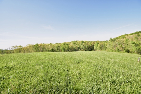 16 +/- acres of pasture land for sale spring creek $185,000 - image 13