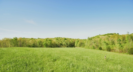 16 +/- acres of pasture land for sale spring creek $185,000 - image 12