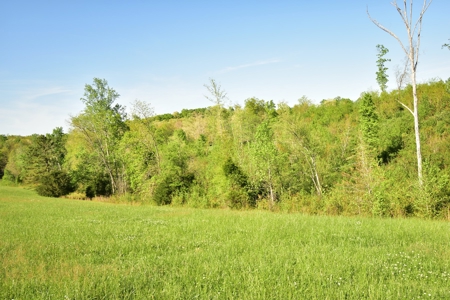 16 +/- acres of pasture land for sale spring creek $185,000 - image 20