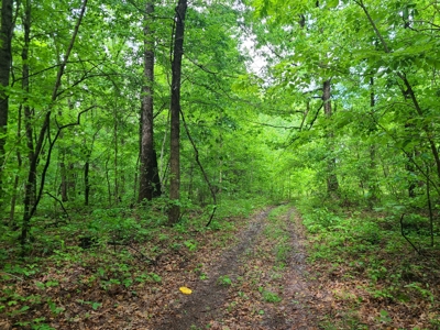 Over 1,000 acres for sale in central Kentucky-Timber or Hunt - image 2