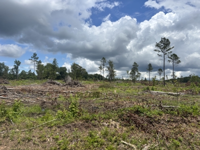 ±31.2 Acres Of East Texas Timberland/Homesite - image 5