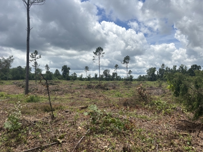±31.2 Acres Of East Texas Timberland/Homesite - image 4