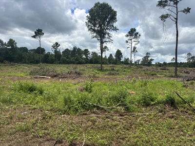 ±31.2 Acres Of East Texas Timberland/Homesite - image 3