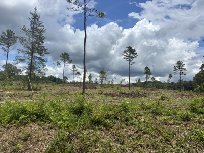 ±31.2 Acres Of East Texas Timberland/Homesite - image 6