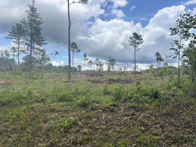 ±31.2 Acres Of East Texas Timberland/Homesite - image 7