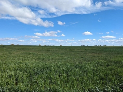 Ellsworth County Land Auction 179 Acres +/- - image 10