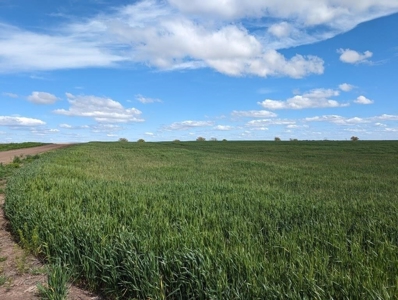 Ellsworth County Land Auction 179 Acres +/- - image 11