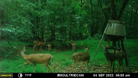 Country Home For Sale In Pulaski, TN - image 50